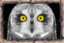 Cap vers Humainement Sauvage