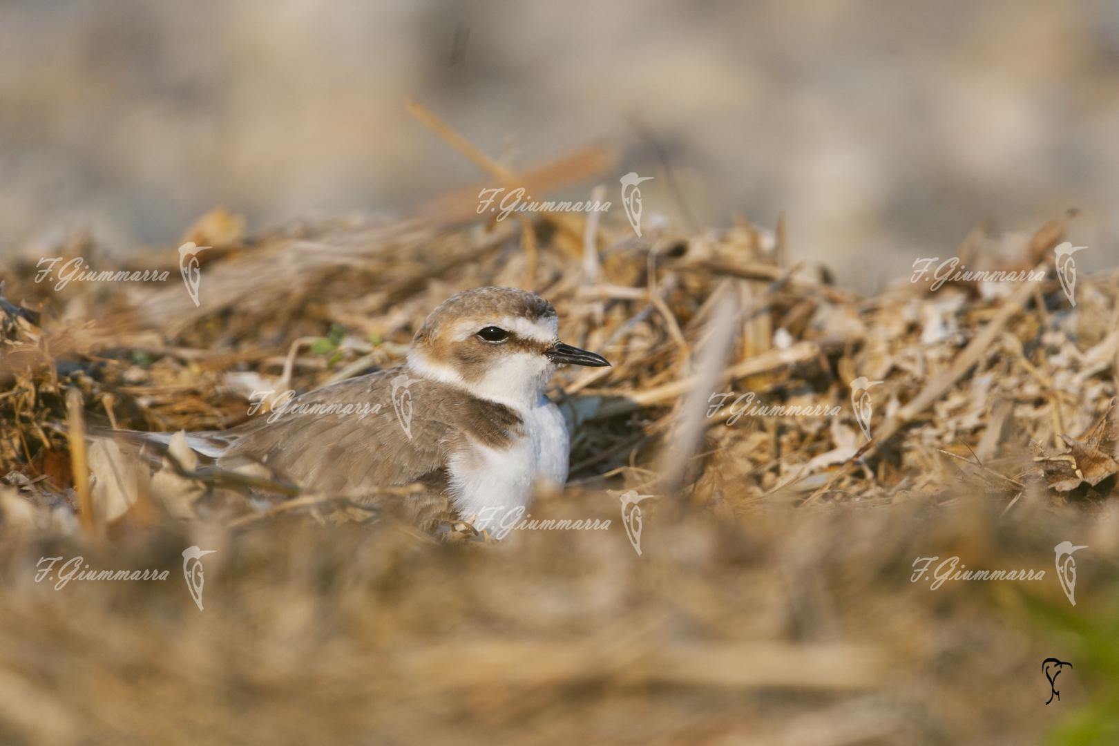 Sur les galets en Baie de Somme - Un nid se terre