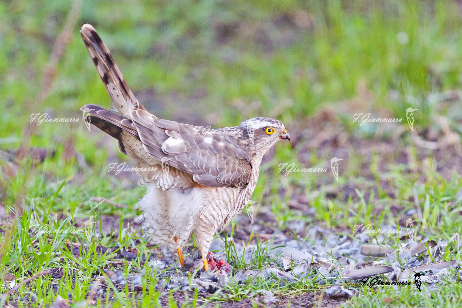 Attablé en Camargue - Oups...le repas est servi