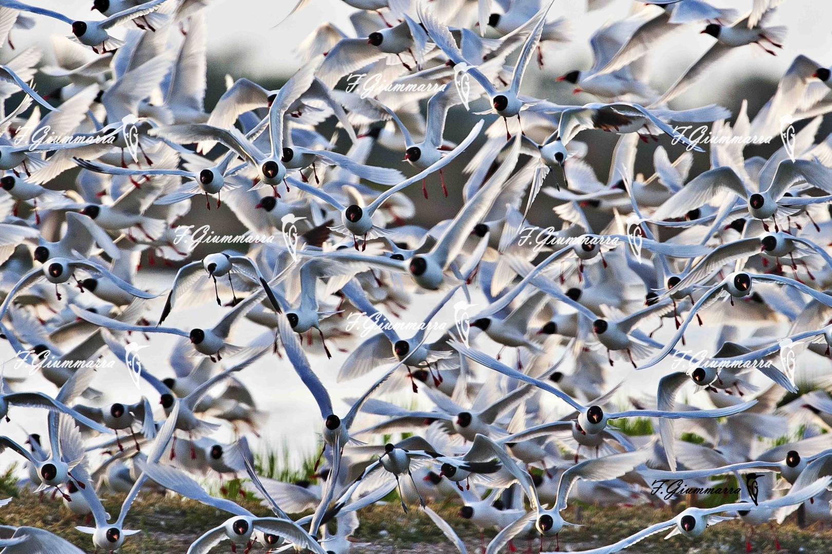 Ilotage en camargue - Ou est l'intrus ?