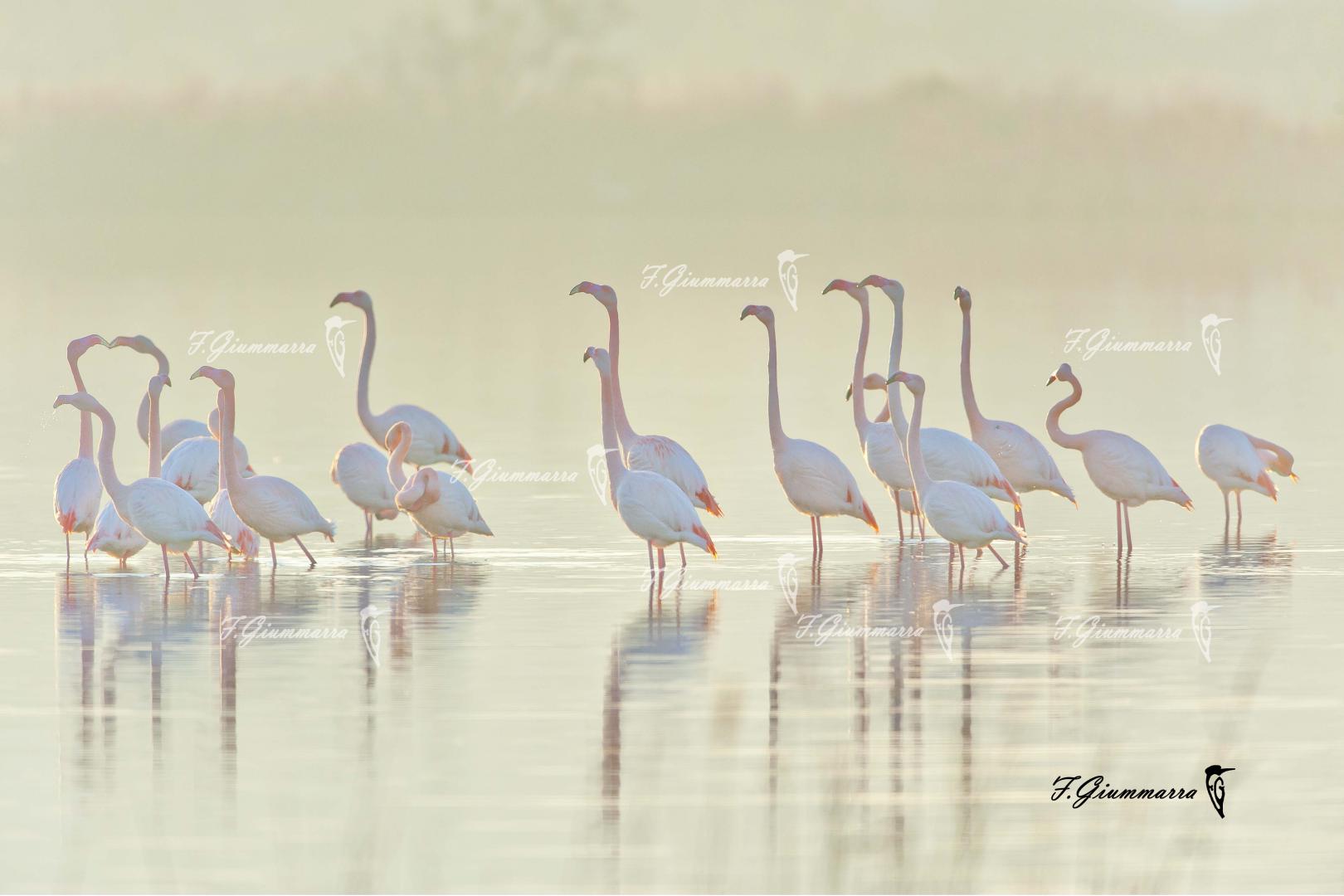 Brume camarguaise - Quelles sont ces ombres ?
