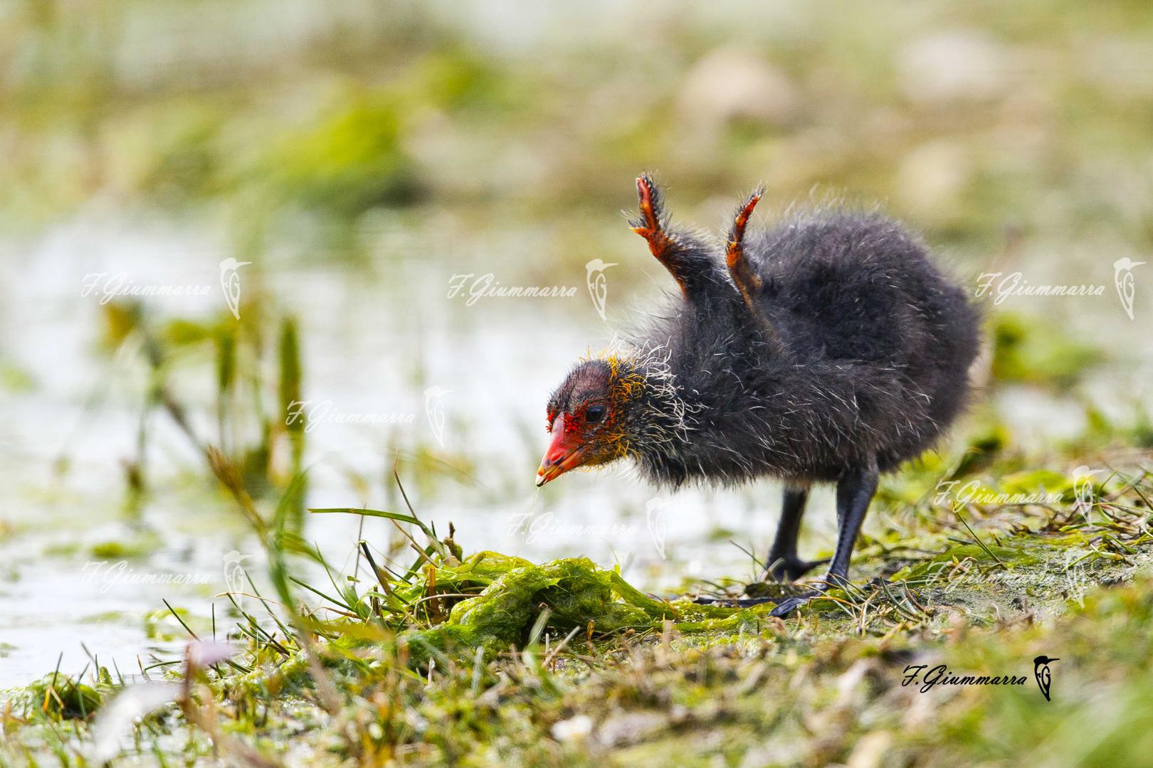 Au bout d’un marais catalan - Tu voles ou tu voles pas - 