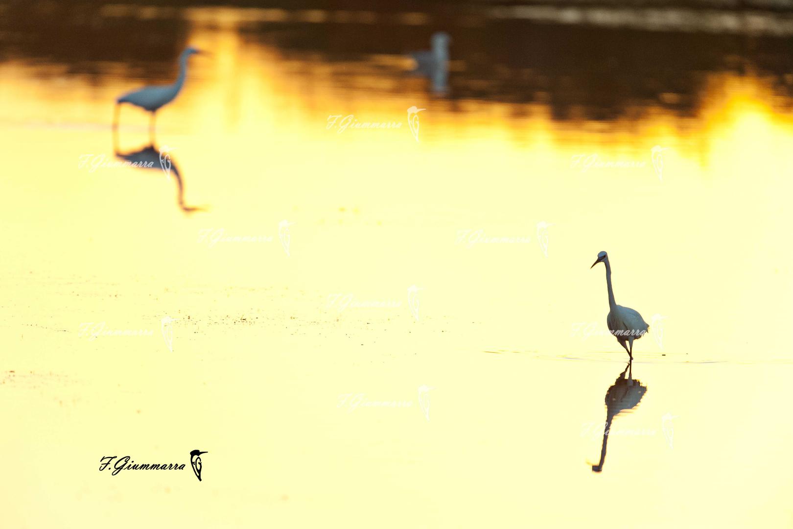 Oro del Camargue - Pour un bain de soleil