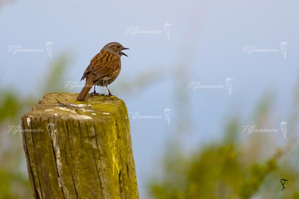 Au pied de la baie de Somme - Une discussion au bois de Cise