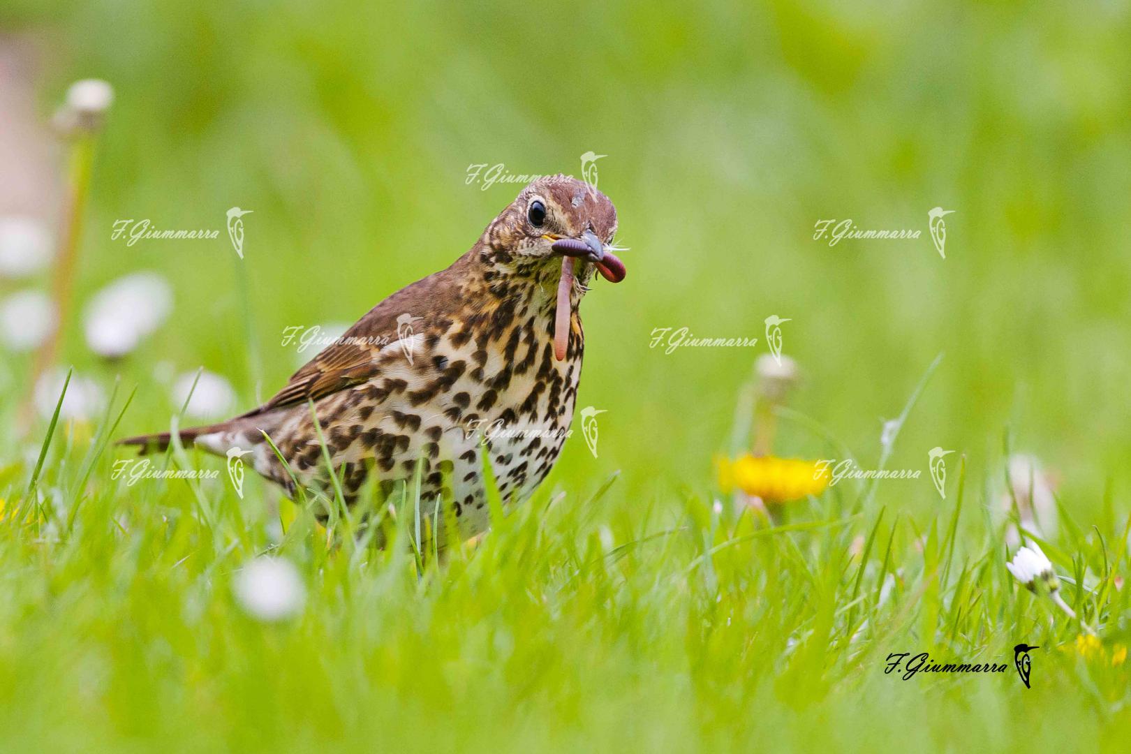 Dans les parcs de la baie de Somme - En guise de repas