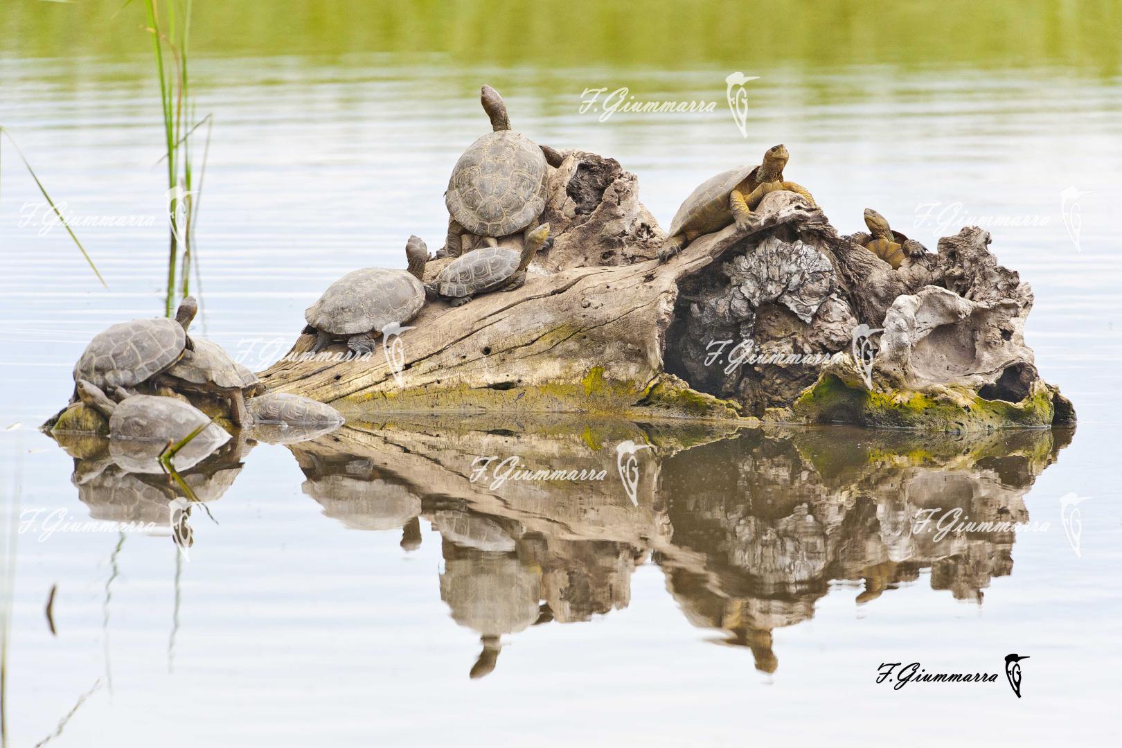 Tortugas en catalan - Bains… en eau douce ou soleil