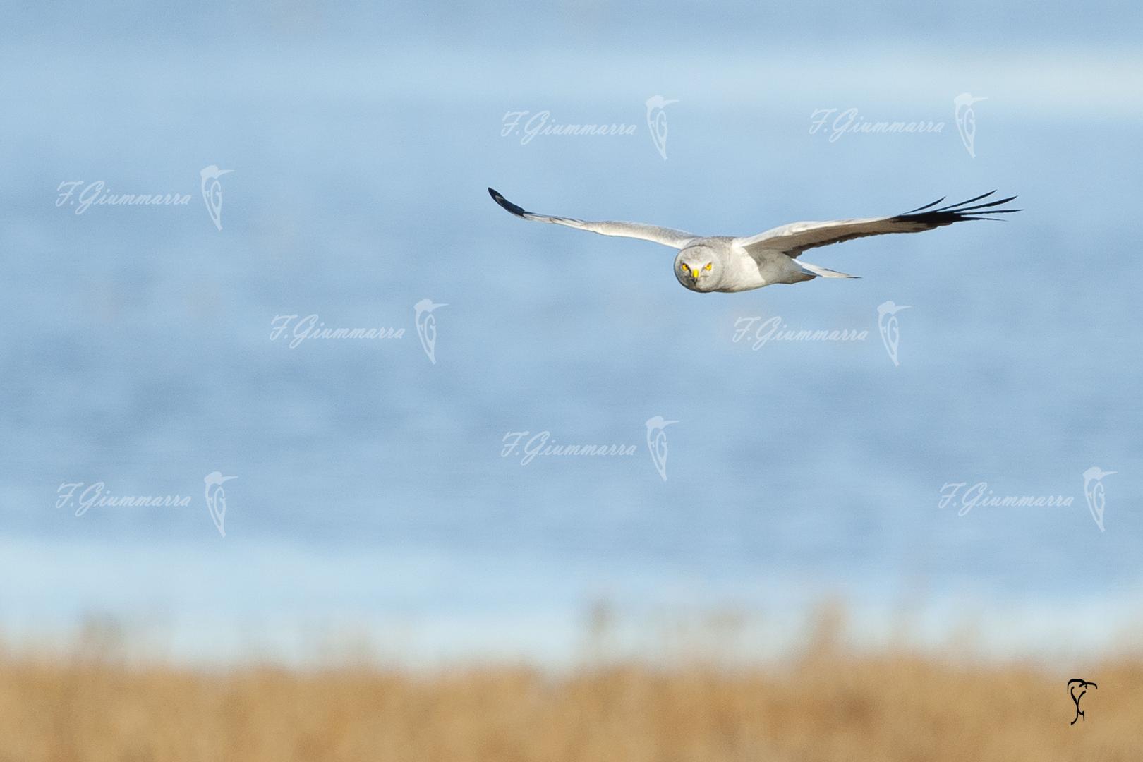 Sous un air de Camargue - Et le busard...