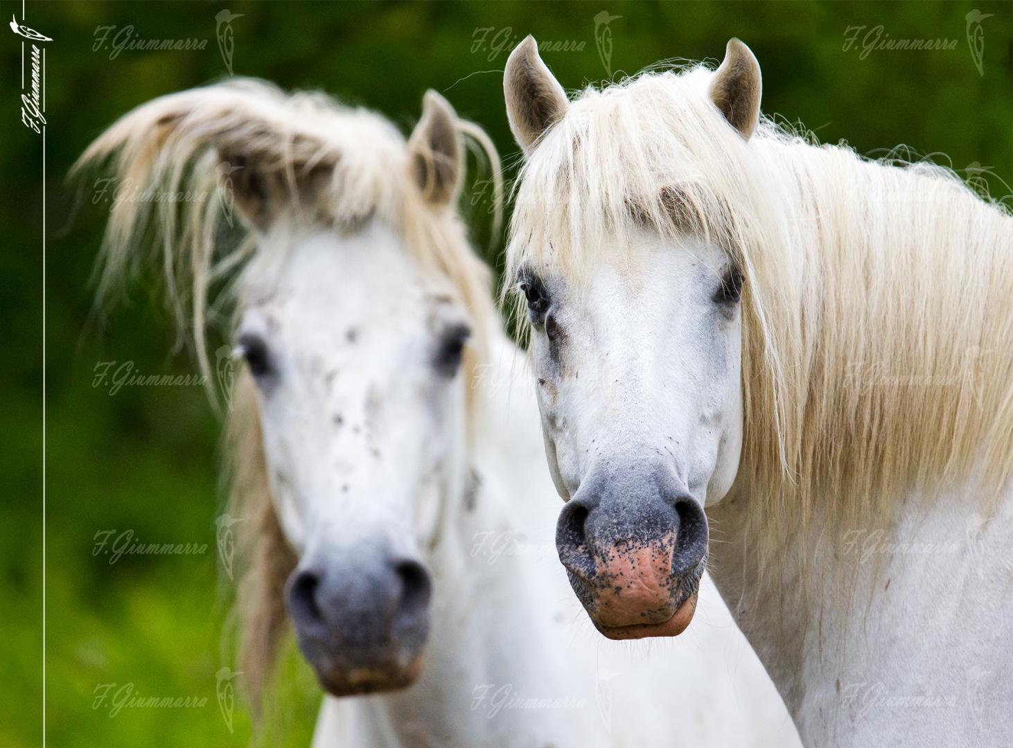 Seine camarguaise - La rencontre de deux paires d’yeux camarguais.