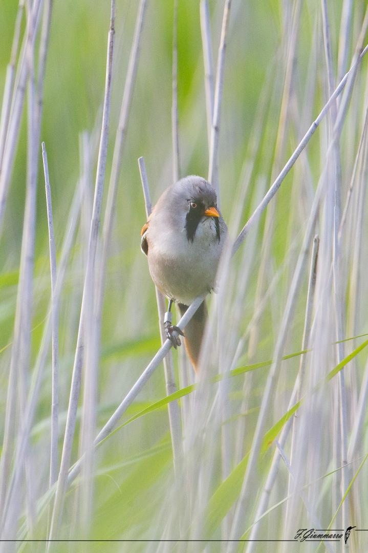 Regard Heureux - Sous le regard attentif de la panure