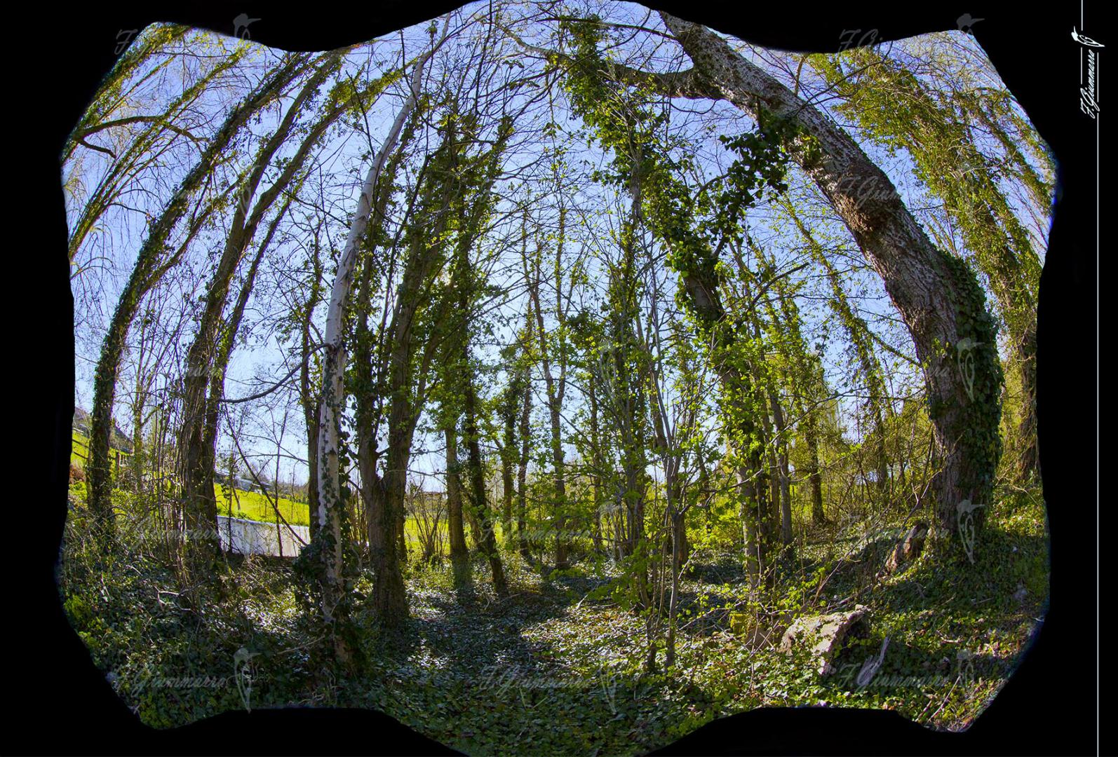 Un quai d’arbres - Bel accueil de notre hôte