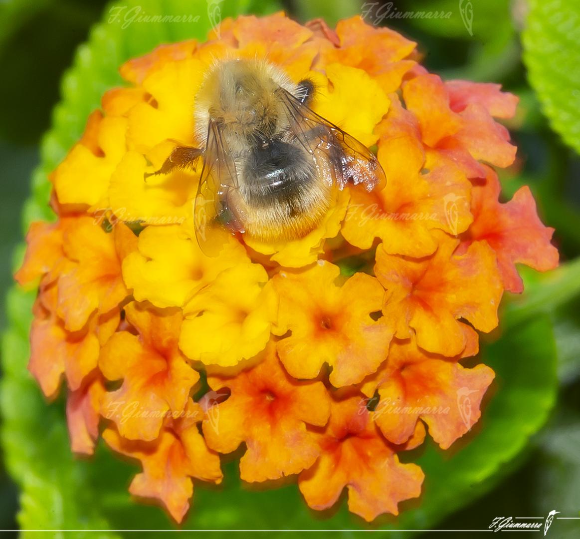 Bouquet de fleurs